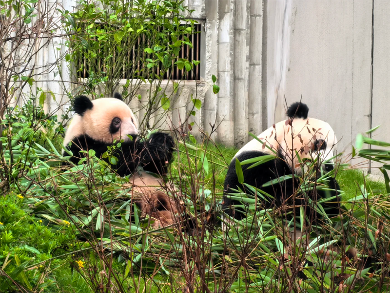 Chengdu Research Base of Giant Panda Breeding gallery image 3